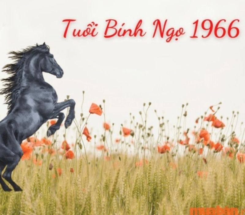 tu-vi-tuoi-binh-ngo-1966-2